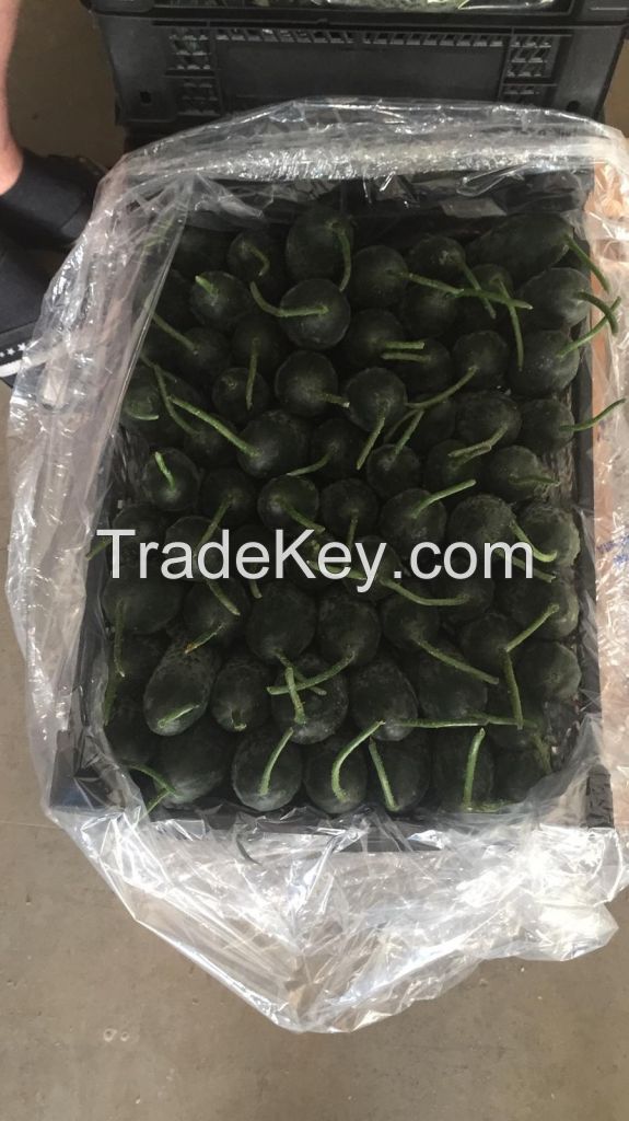 HIGH QUALITY - FRESH CUCUMBER - GREEN SPIKY CUCUMBER - FOR EXPORT FROM SOUTH AFRICA