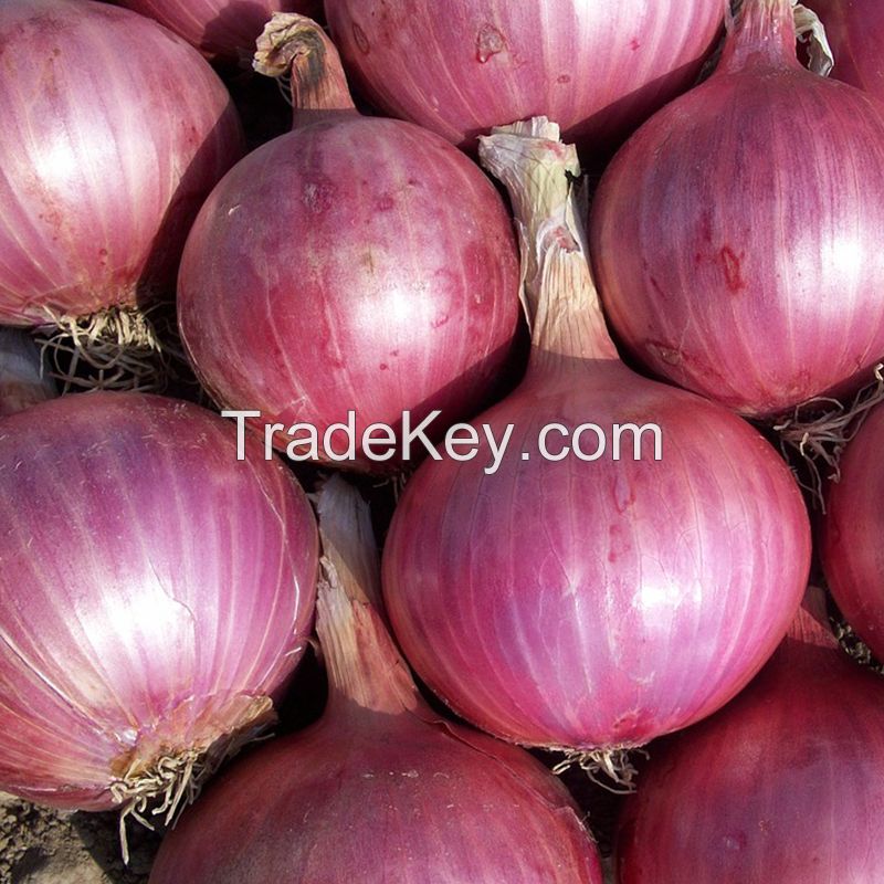 vegetable South African packing fresh red/yellow/white/brown onions for Export high quality price