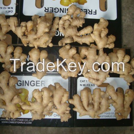 South African Fresh king of Ginger 150g/250g up 5kg/10kg/30LBS PVC Box sinofarm Ginger wholesale price per ton for importers of ginger