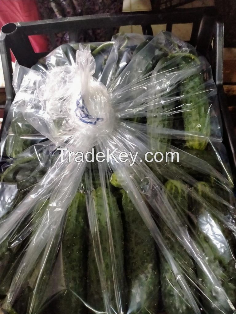 HIGH QUALITY - FRESH CUCUMBER - GREEN SPIKY CUCUMBER - FOR EXPORT FROM SOUTH AFRICA