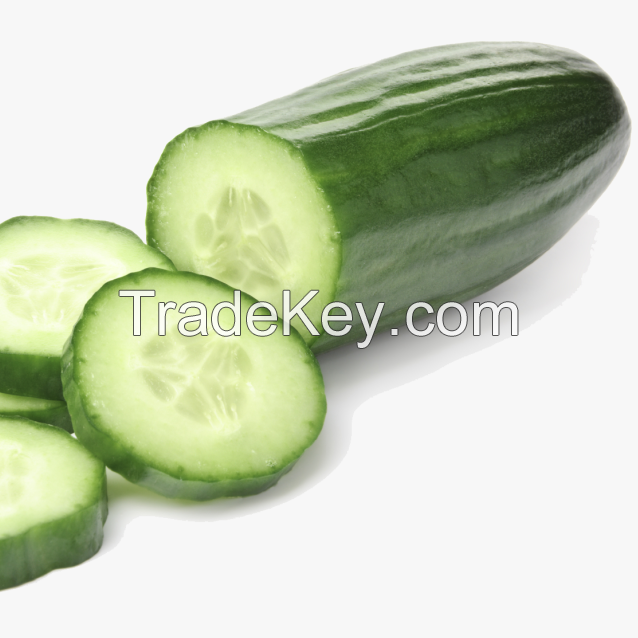 HIGH QUALITY - FRESH CUCUMBER - GREEN SPIKY CUCUMBER - FOR EXPORT FROM SOUTH AFRICA