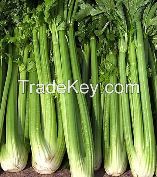 2021International Certification vegetables wholesale bulk frozen diced celer