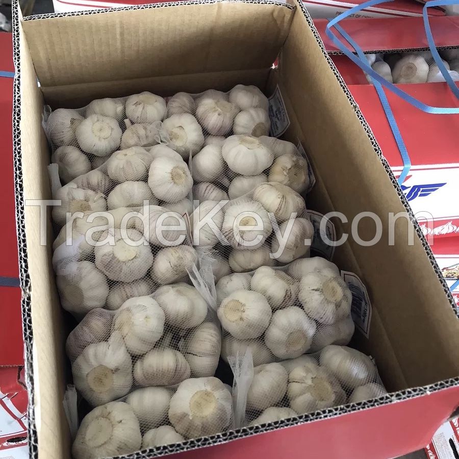 sell 2021 south africa fresh garlic fresh chinese 5.0-5.5cm for sale normal white in bulk Wholesale Fresh vegetables 3p red garlic