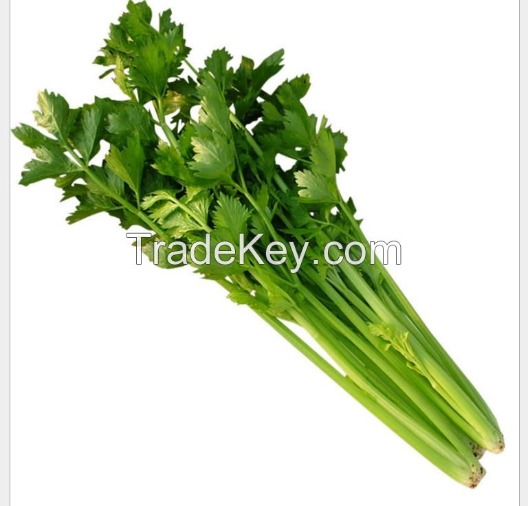 2021International Certification vegetables wholesale bulk frozen diced celer