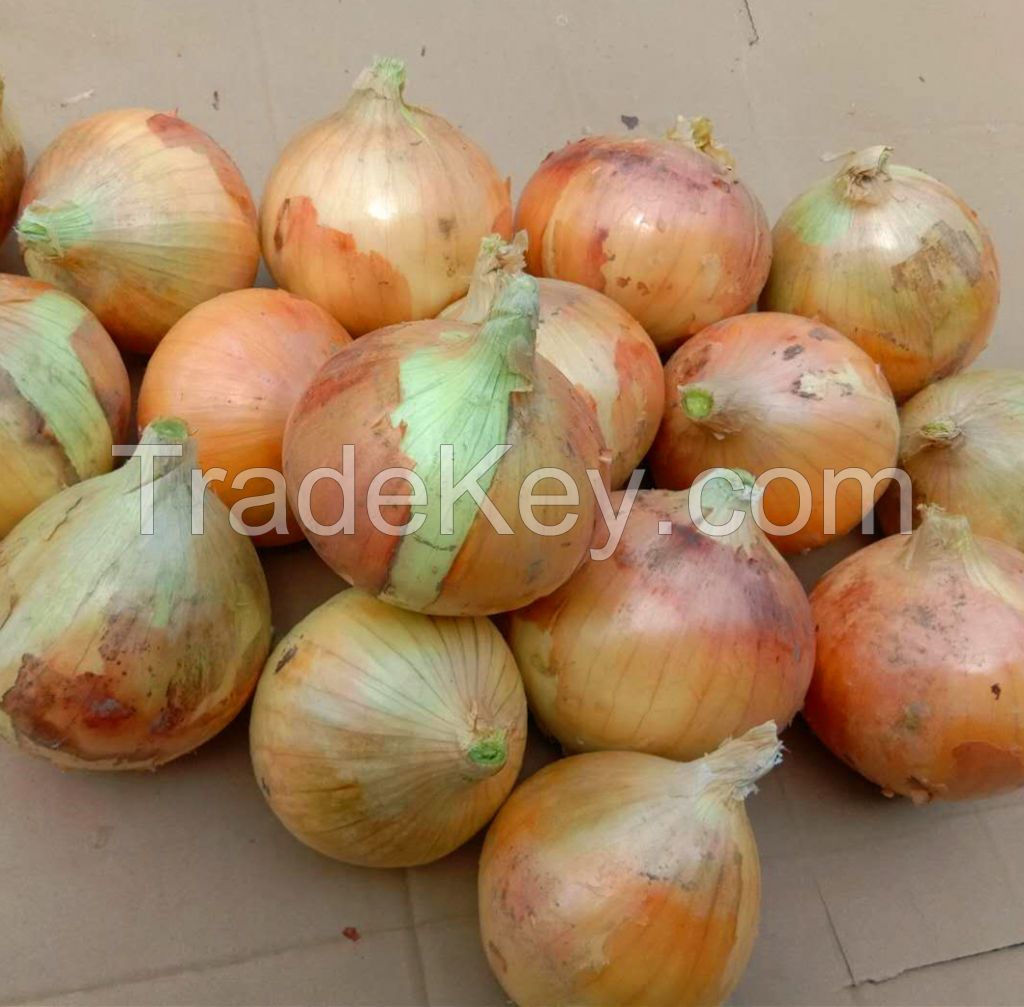 Quality assurance wholesale fresh plump and large natural yellow onions South African onion