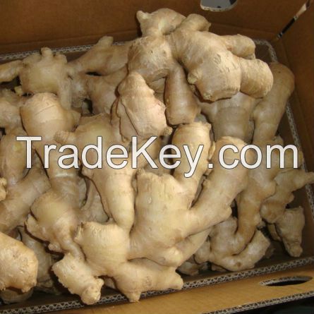 South African Fresh king of Ginger 150g/250g up 5kg/10kg/30LBS PVC Box sinofarm Ginger wholesale price per ton for importers of ginger