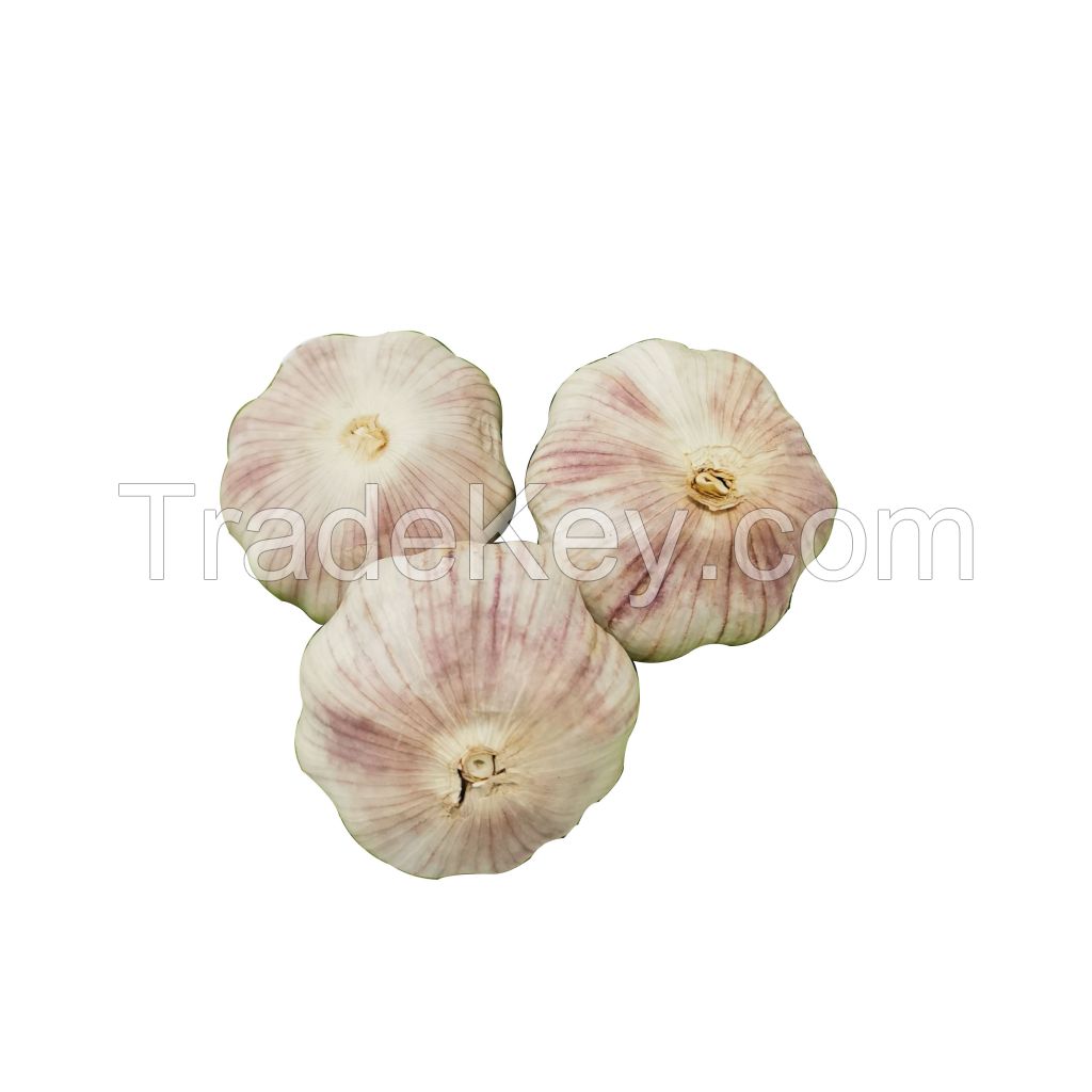 sell 2021 south africa fresh garlic fresh chinese 5.0-5.5cm for sale normal white in bulk Wholesale Fresh vegetables 3p red garlic