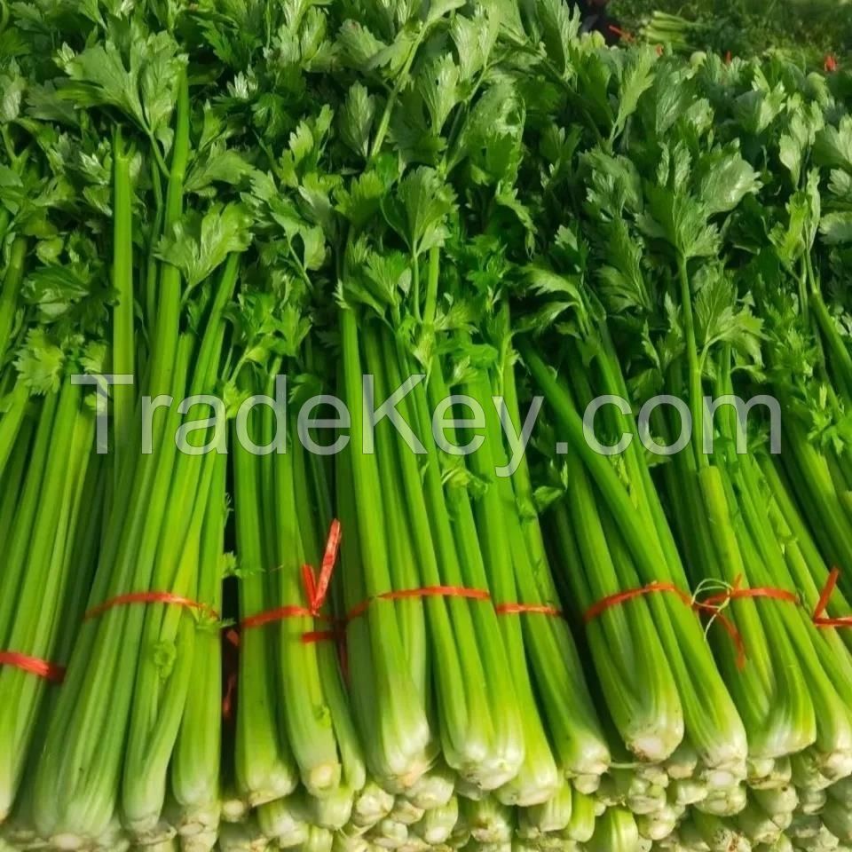 2021International Certification vegetables wholesale bulk frozen diced celer