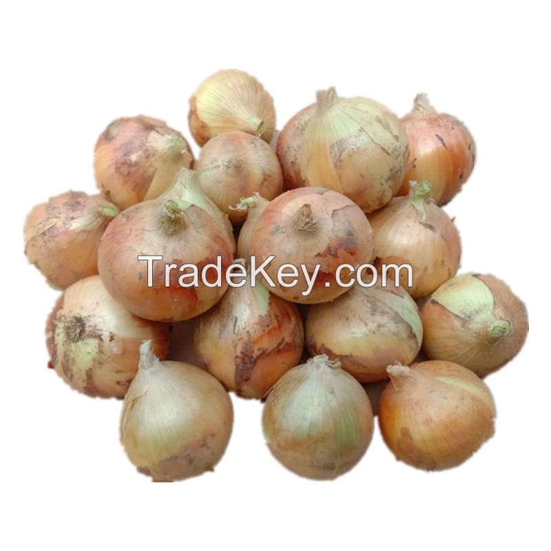 Quality assurance wholesale fresh plump and large natural yellow onions South African onion