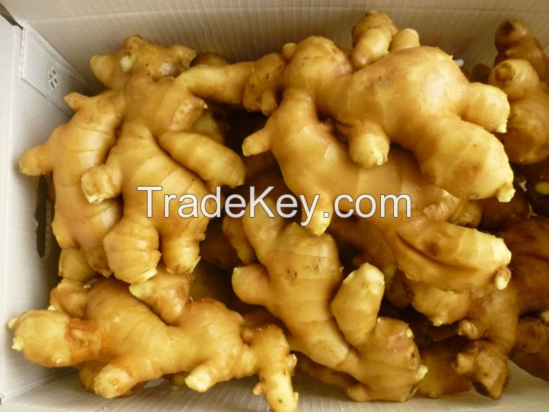 South African Fresh king of Ginger 150g/250g up 5kg/10kg/30LBS PVC Box sinofarm Ginger wholesale price per ton for importers of ginger