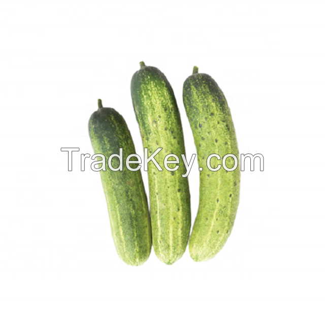 Wholesale Fresh Vegetables Importer Fruits 1 Grade Cucumber 100 25 Kg COMMON Cultivation 5.5 Cm with ISO Certification from CA;2