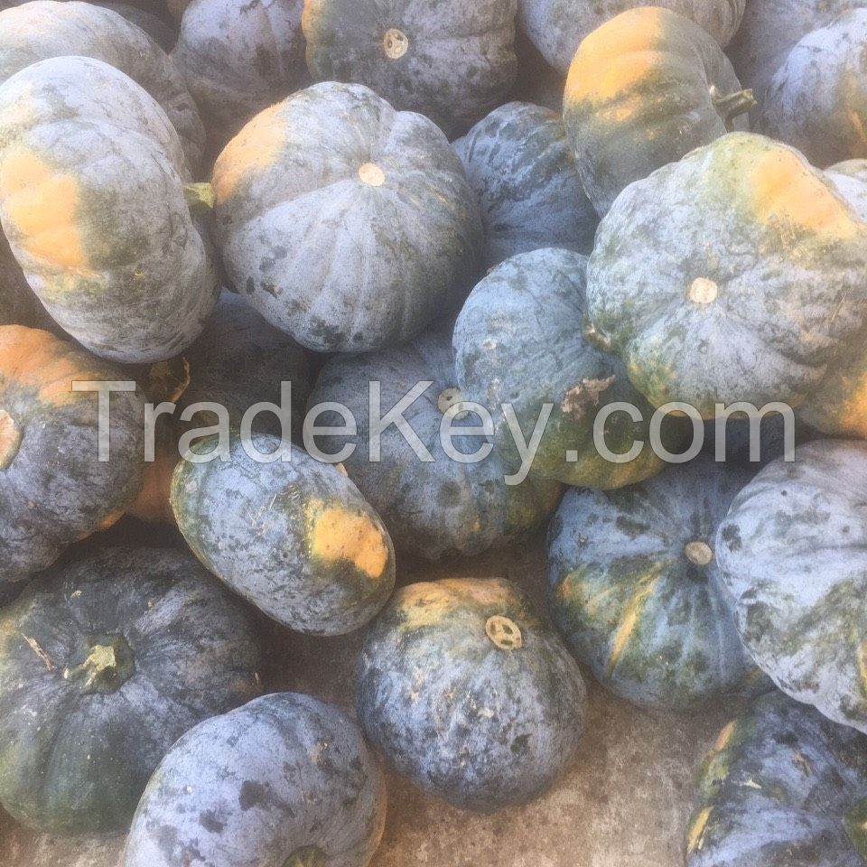 Providing fresh Pumpkin pumpkin price from South Africa with top quality _Vikafoods 