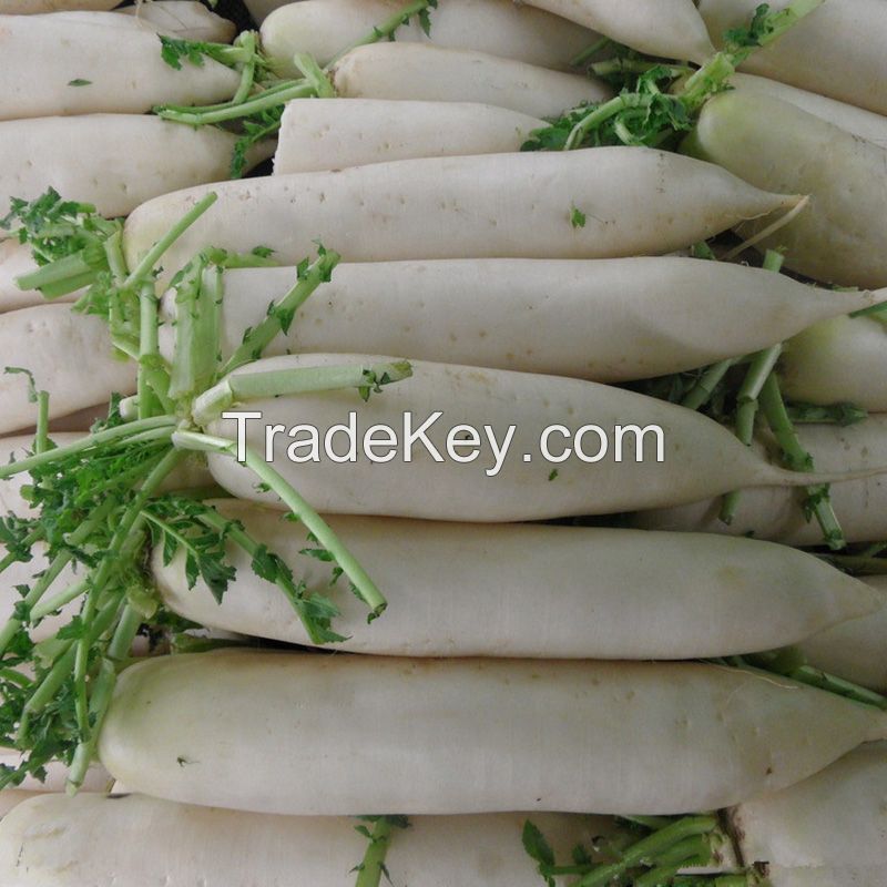 2021 New Season Fresh Vegetable Exporter With International Certifications Fresh Radish