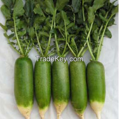 Big size green radish/vegetable china radish/white radish