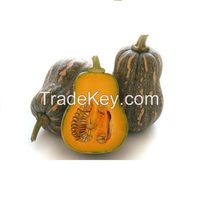 Providing fresh Pumpkin pumpkin price from South Africa with top quality _Vikafoods