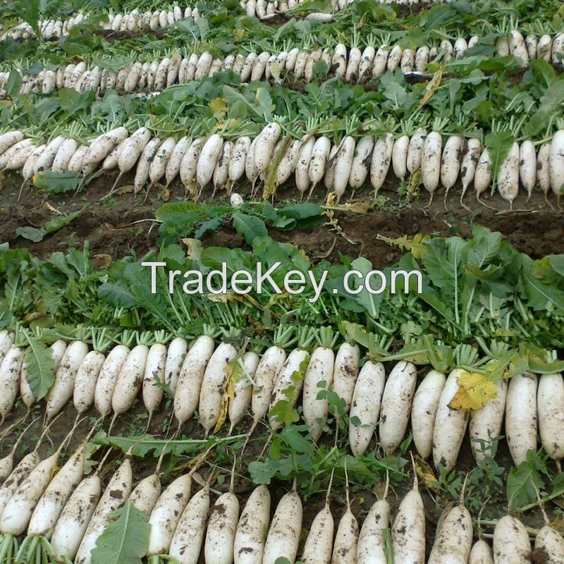 2021 New Season Fresh Vegetable Exporter With International Certifications Fresh Radish