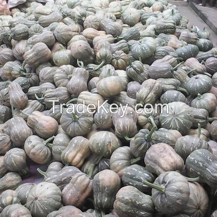 *HOT SALE* PUMPKIN (FRESH/FROZEN)- COMPETITIVE PRICE, HIGH QUALITY