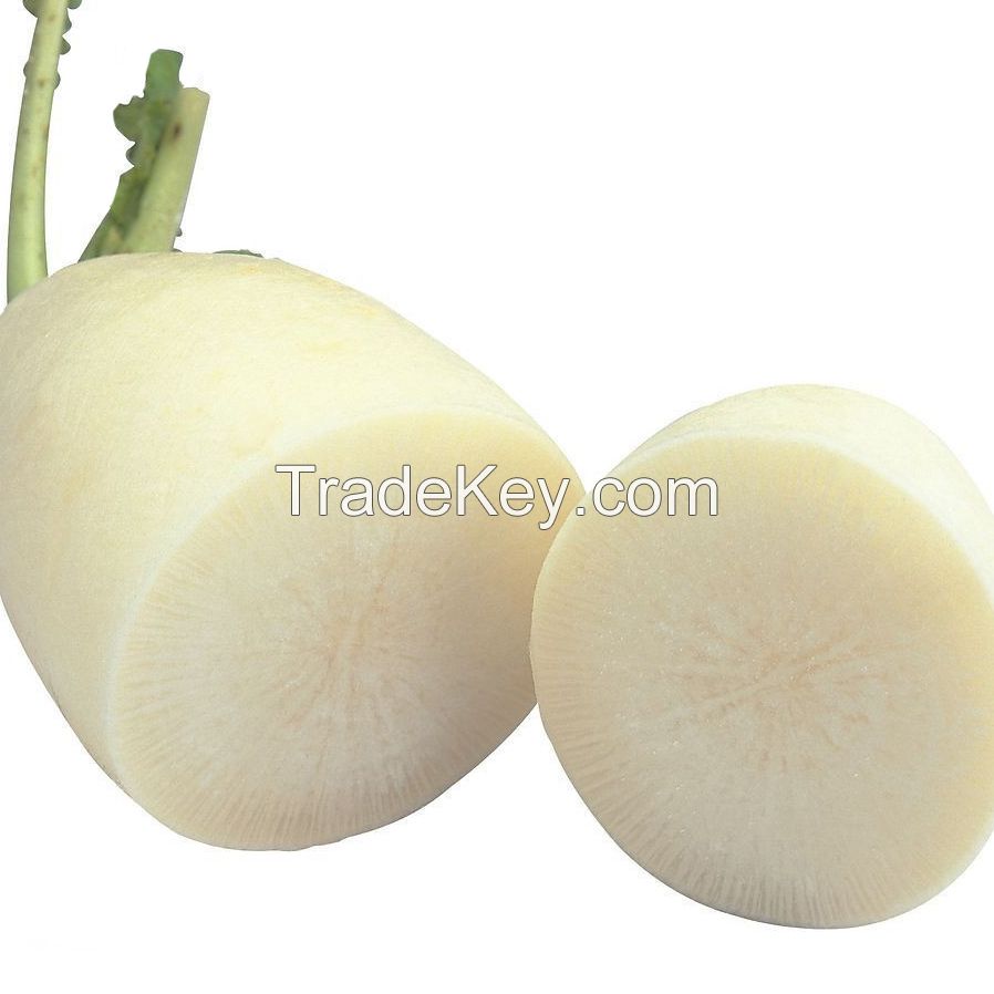 Sichuan white radish grown in the open air fresh and crispy affordable on sale now