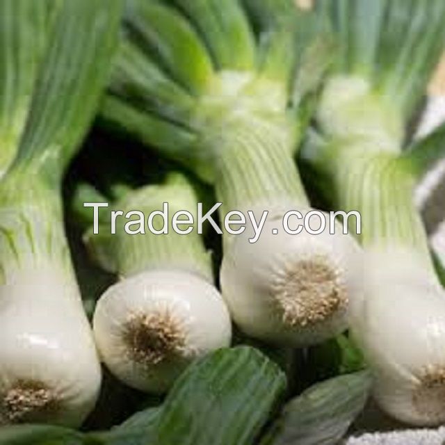 Best quality wholesale new season organic green fresh scallion