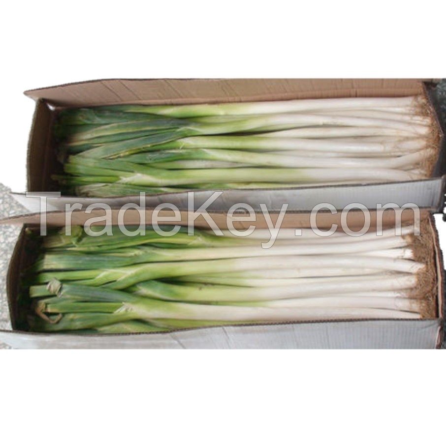 Best quality wholesale new season organic green fresh scallion