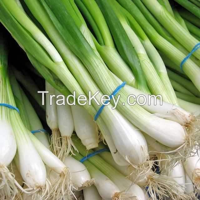 Best quality wholesale new season organic green fresh scallion