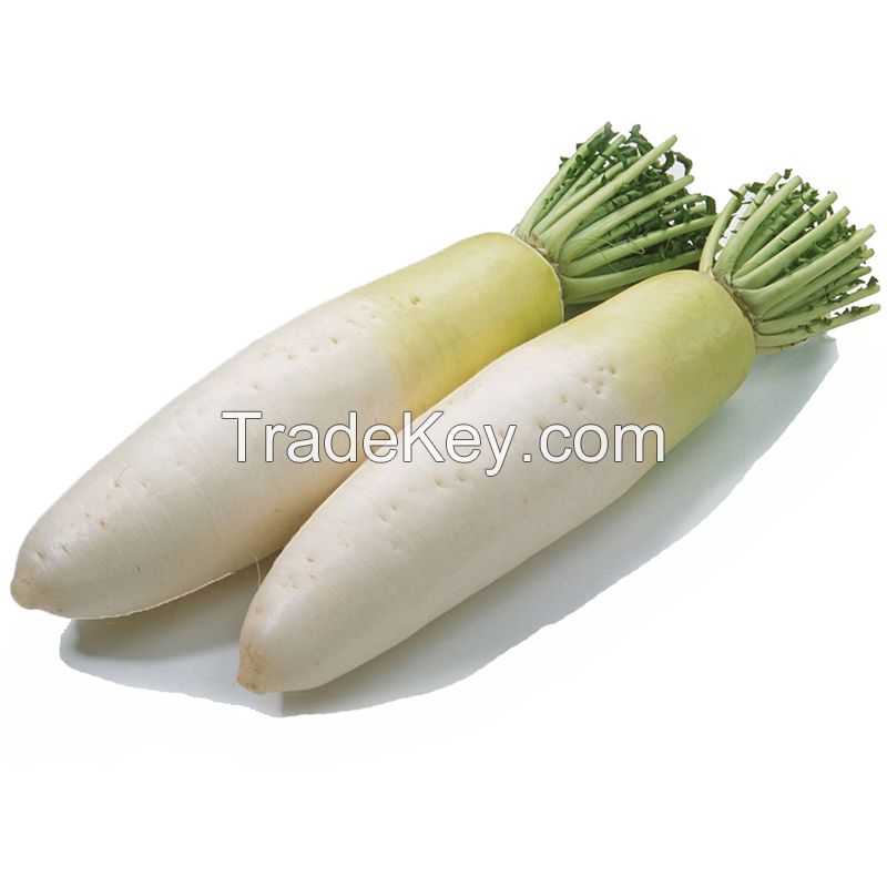 2021 New Season Fresh Vegetable Exporter With International Certifications Fresh Radish