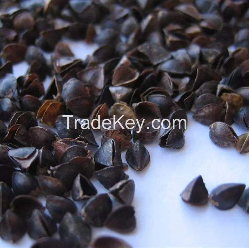 Good quality dry sweet buckwheat hulls / buckwheat shells for meditation pillows and bed pillows