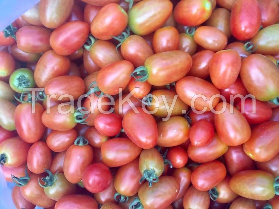 Fresh cherry tomato fruit South African for export with competive price and high quality avocado ready to shipping EU, ASIA, US Market