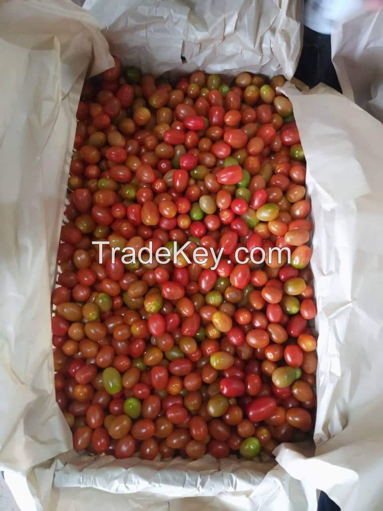 Fresh cherry tomato fruit South African for export with competive price and high quality avocado ready to shipping EU, ASIA, US Market