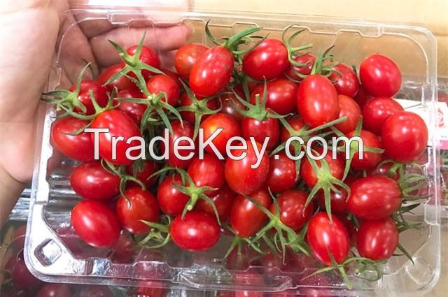 Fresh cherry tomato fruit South African for export with competive price and high quality avocado ready to shipping EU, ASIA, US Market