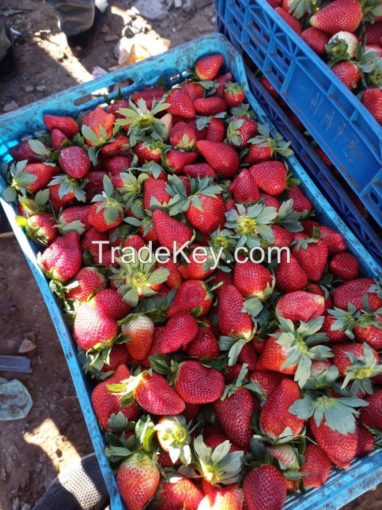 Wholesale agriculture fresh sweet tomatoes for sale market price