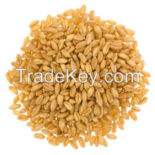 Feed Wheat South Africa Wholesale Natural Organic First Grade Animal Feed Wheat 50 Kg Bag Packaging Wheat Seeds Cereal Grain
