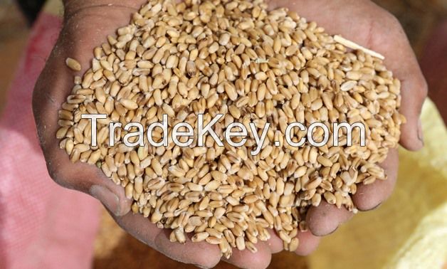 Wheat Seeds Style Origin Type Dried Place Model Cultivation Maruti Process Common Certification