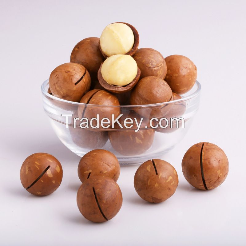 2020 New Crop Retail Bulk Wholesale Raw Cream Flavour Roasted Macadamia Nuts with Shell