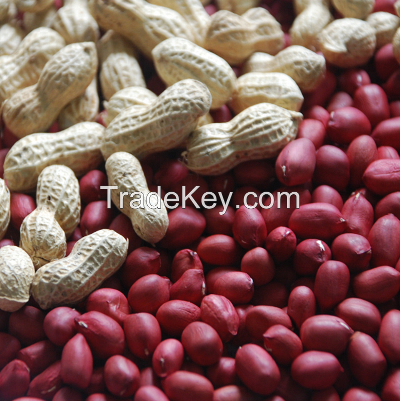 Pp Bags Raw Processing Type and 50 Kg Shelled Blanched Peanut Kernels Peanuts Original Peanut Flavor 24 Months Red Shell 10 Ton