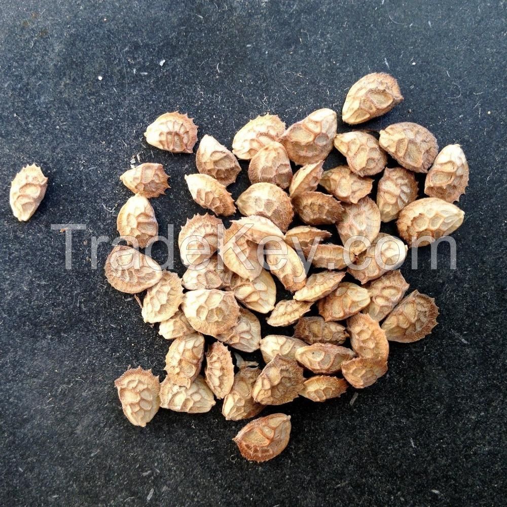Important forage legume common sainfoin seeds Onobrychis sativa SEED for sale