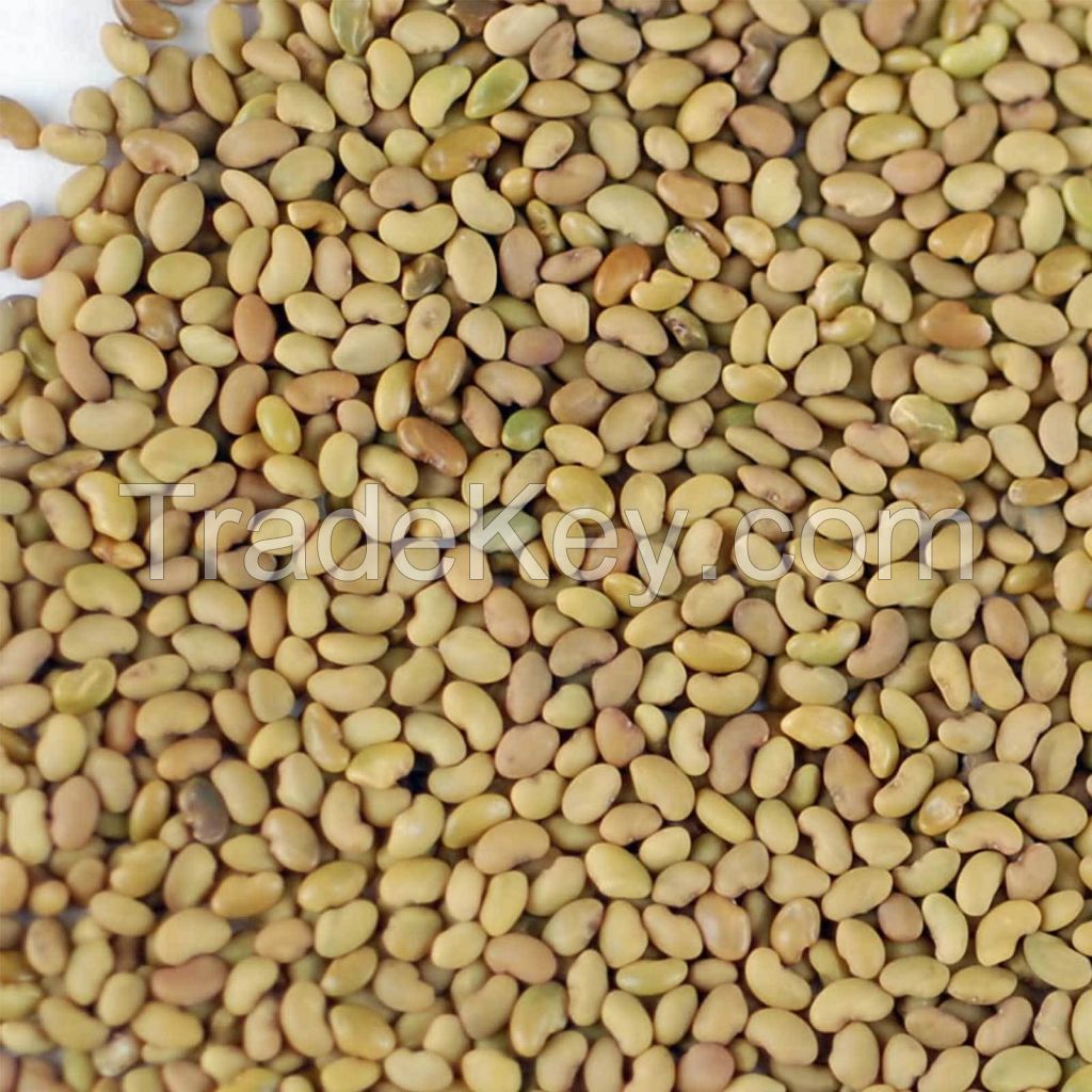 Important forage legume common sainfoin seeds Onobrychis sativa SEED for sale