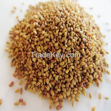 High Quality Forage Berseem Red Clover Seed ,on edible Seed, Carrot Seeds ,