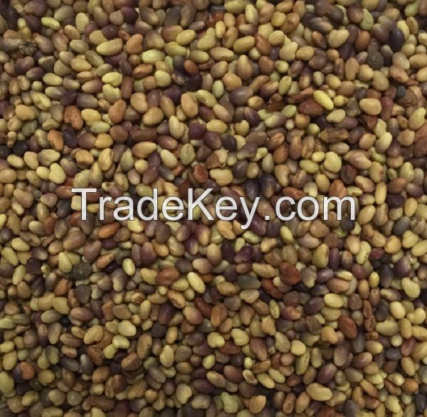 High Quality Forage Berseem Red Clover Seed ,on edible Seed, Carrot Seeds ,
