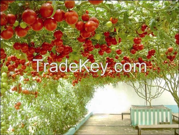 High quality hot sale Hybrid F1 tree tomato seeds George F1