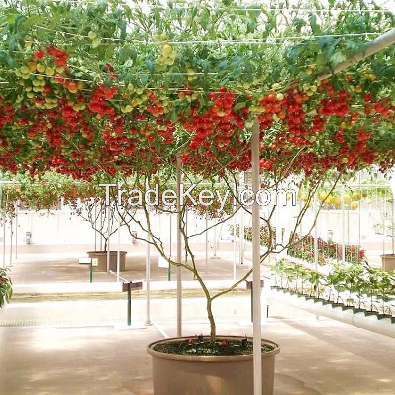 High quality hot sale Hybrid F1 tree tomato seeds George F1