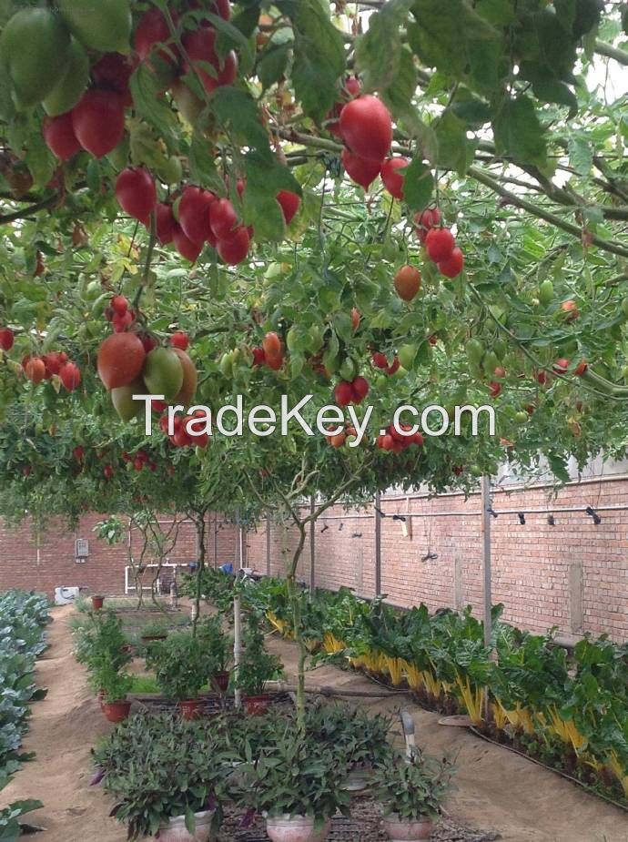 High quality hot sale Hybrid F1 tree tomato seeds George F1