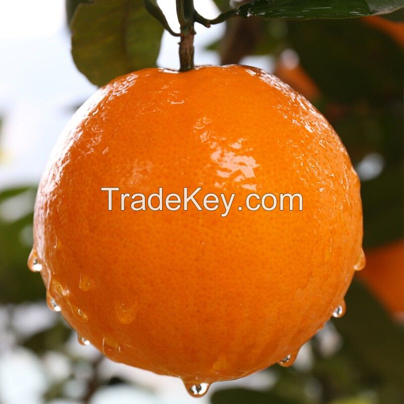 Hunan Oranges Fruit Citrus Fruit Fresh Juicy Sweet Citrus South Africa Pesticide-free Championfresh Vegetables and Fruits Oval-round