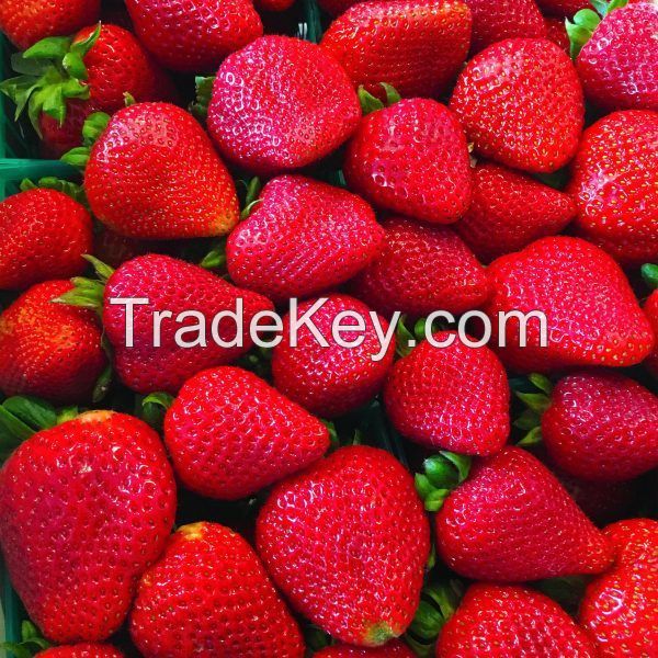 Top Quality Fresh Berries Fruits Eco Friendly Packages South Africa Delicious Sweet Golden Strawberry