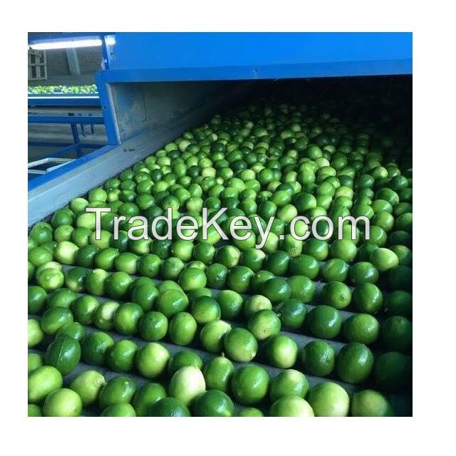 HOT SALE FRESH GREEN LIME/ SEEDLESS LIME/ SEEDLESS LIME CHEAP PRICE FROM SOUTH AFRICA