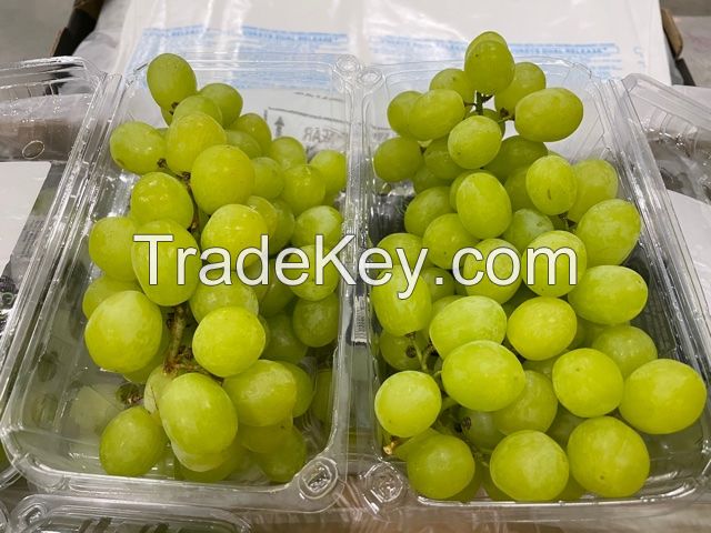 Fresh Grapes Superior seedless green, Crimson Thompson Flame Red globe grapes growers exporters Cheap fresh grapes