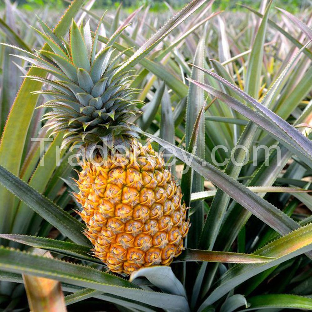 Natural Bright Green Color Premium Quality Fresh Pineapples at Reliable Price