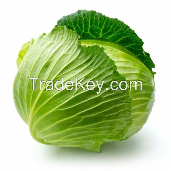 Natural high quality Fresh green cabbage cabbage fresh export standard
