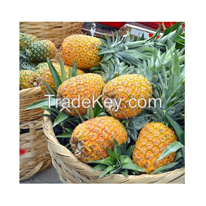 Wholesale for Fresh Pineapple from South Africa at Competitive Price - Fresh Sweet Pineapple for EU USA UAE Japan Singapore Free tax