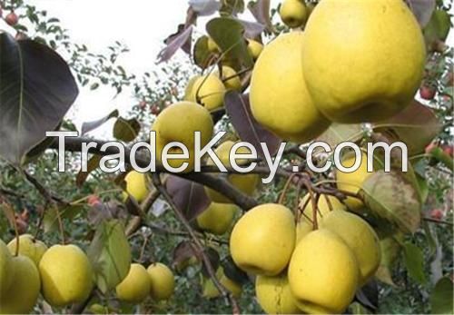 Top Quality Export price Sweet Fresh South African Golden Pear Snow Pear